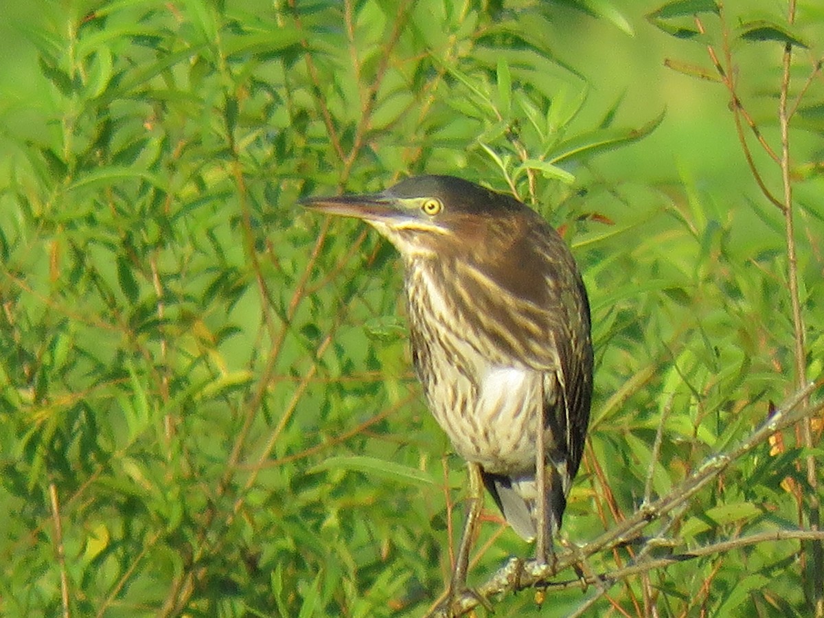 Green Heron - ML354556261