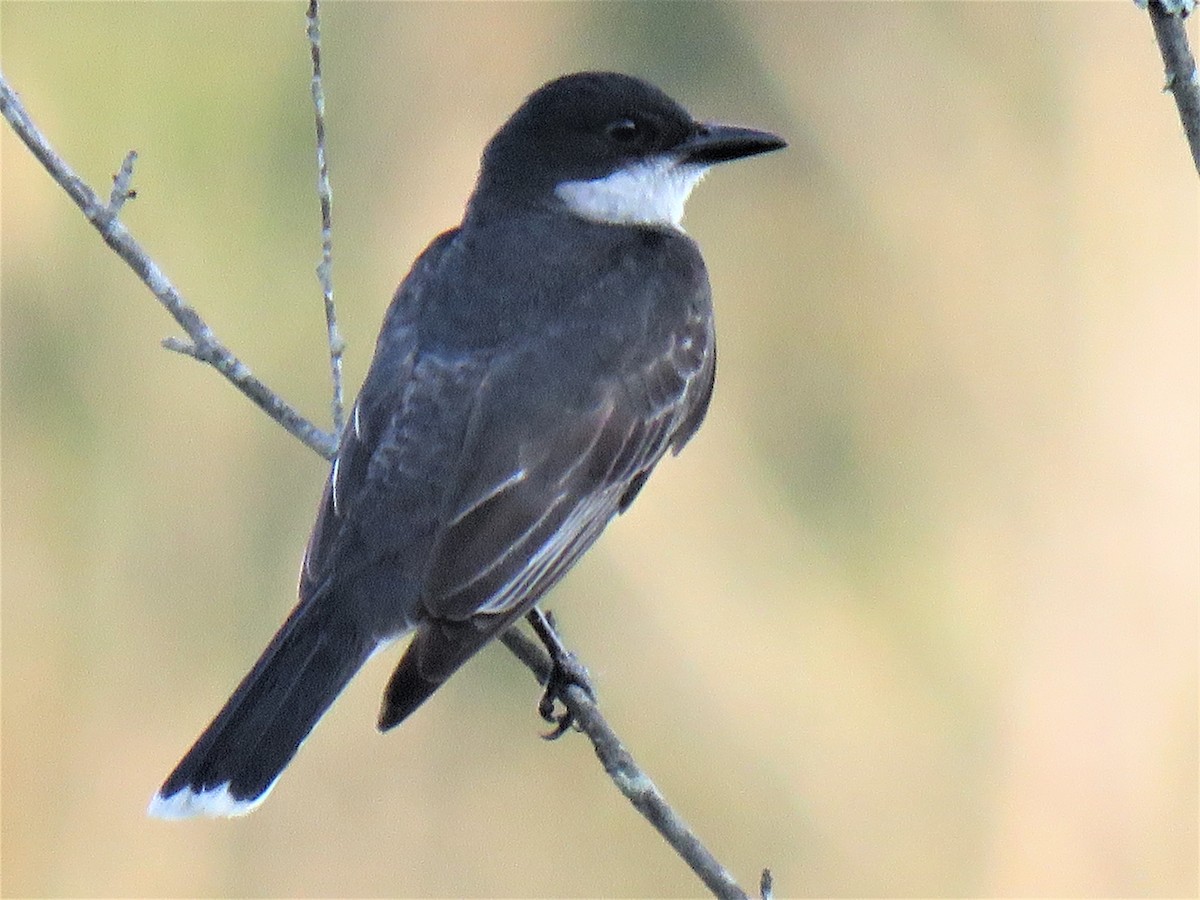 Eastern Kingbird - ML354556281