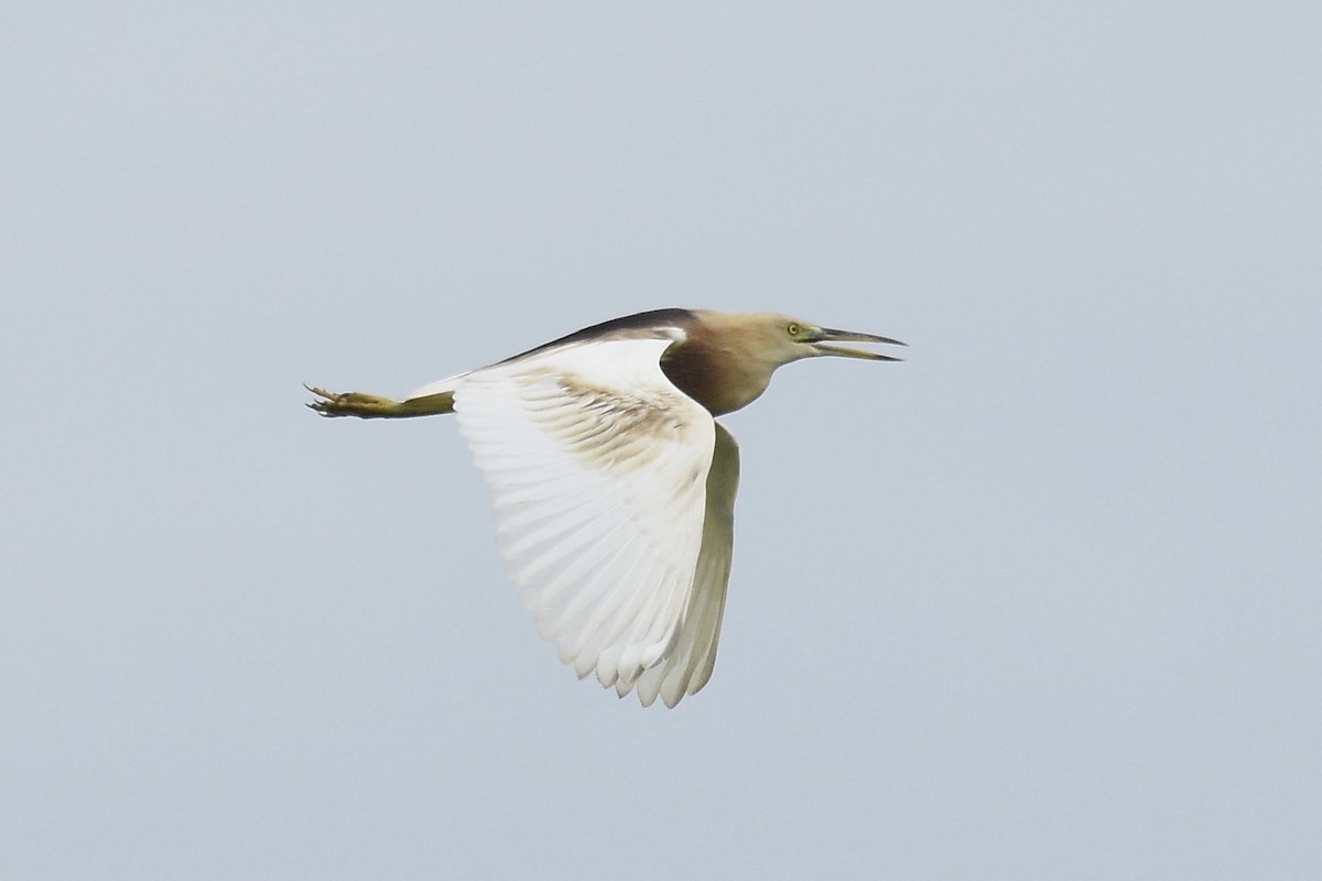 Javan Pond-Heron - Thanathip  kyheng