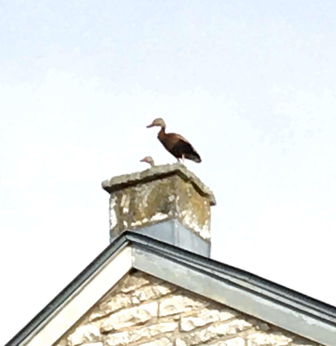 Black-bellied Whistling-Duck - ML354559931