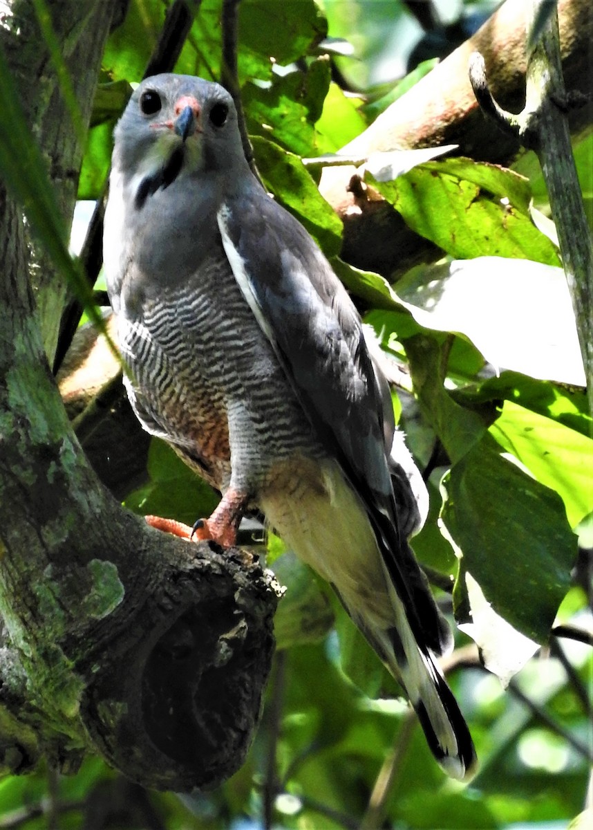 Lizard Buzzard - ML354560801