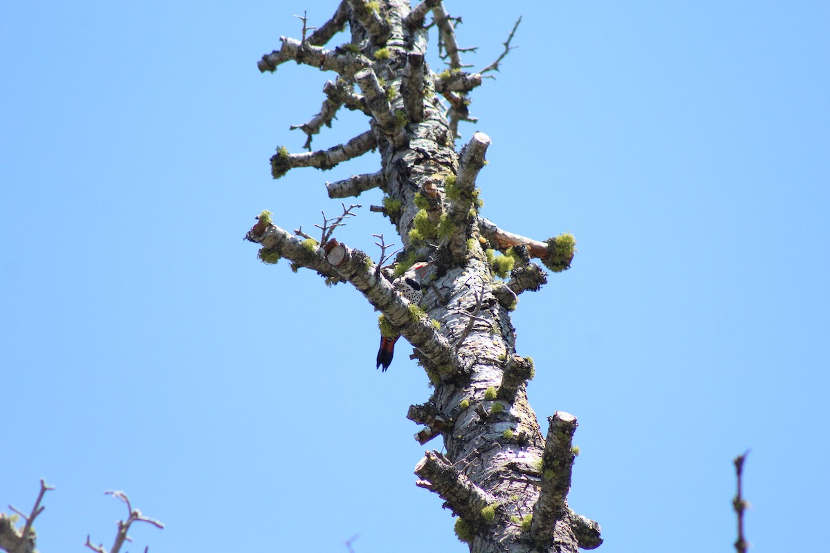 Northern Flicker (Red-shafted) - ML35456081