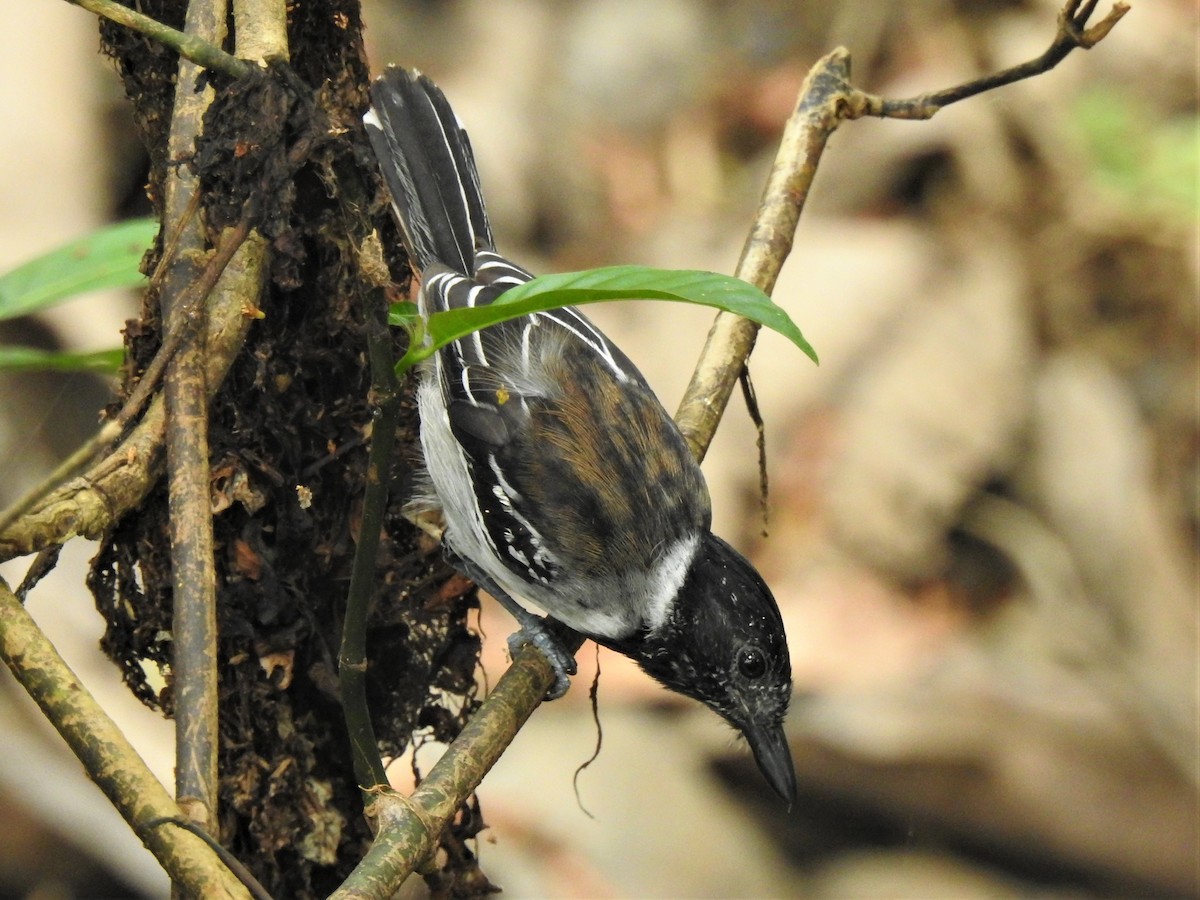 Black-crested Antshrike - ML354561041