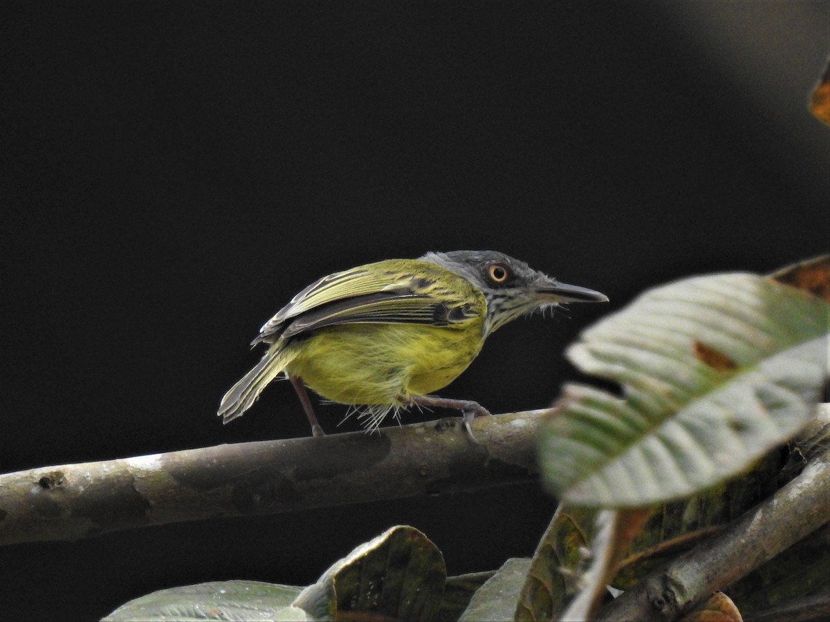 Spotted Tody-Flycatcher - ML354561071