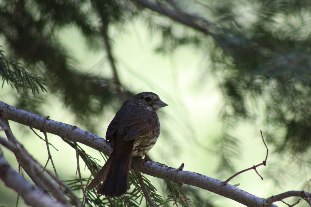 Fox Sparrow (Thick-billed) - ML35456111