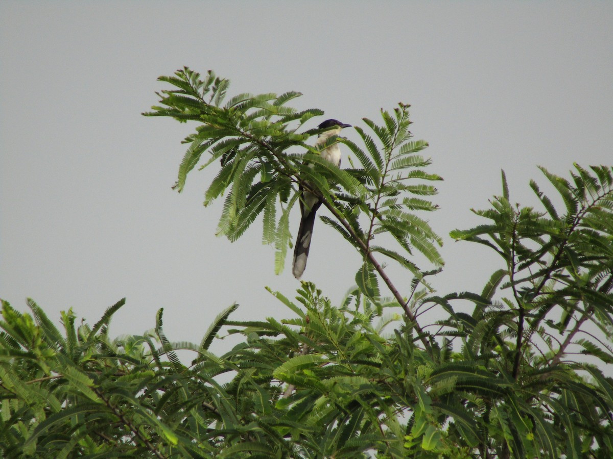 Pied Cuckoo - ML354562921