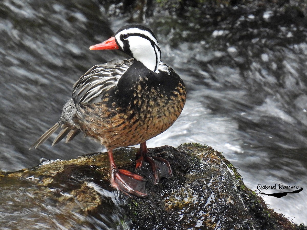 Torrent Duck - ML354564551