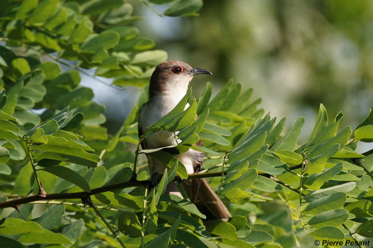 Black-billed Cuckoo - ML354566191