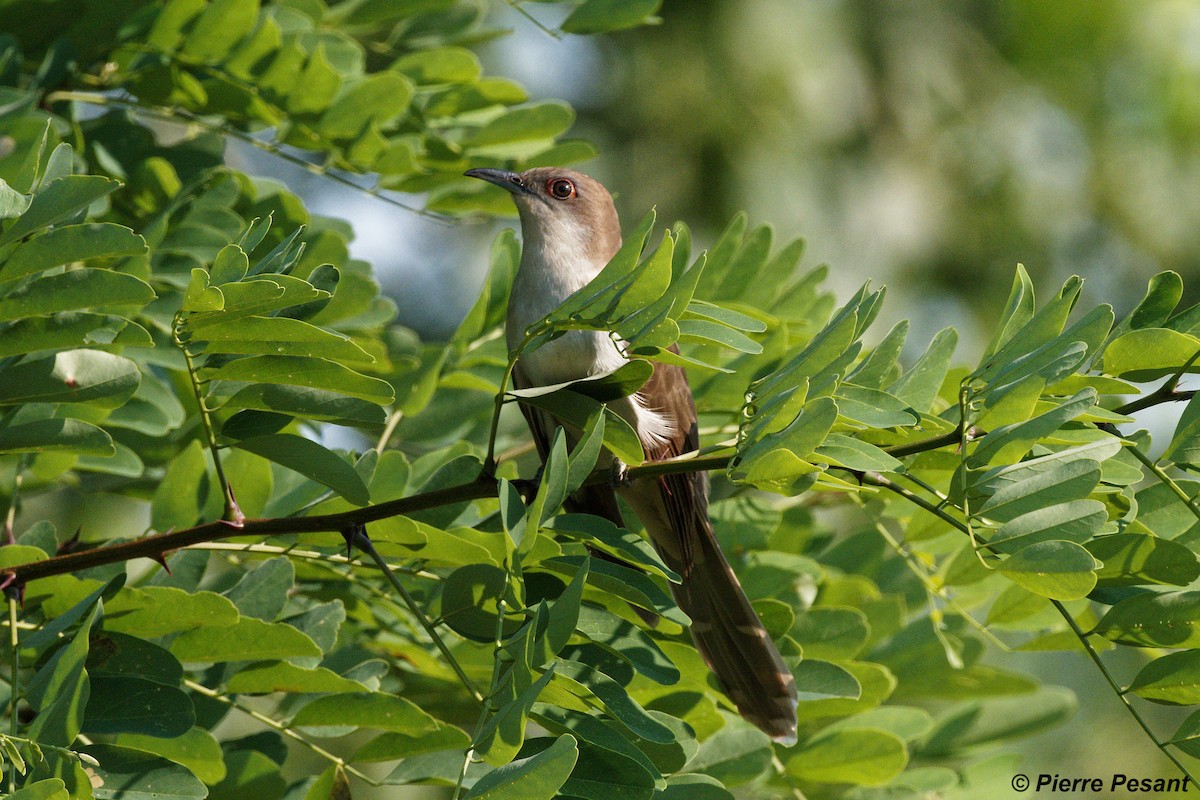 Black-billed Cuckoo - ML354566241