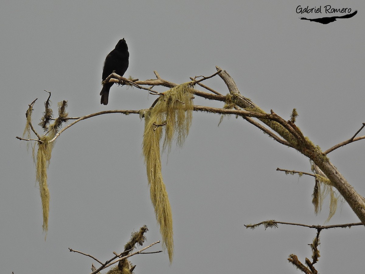 Austral Blackbird - ML354566321