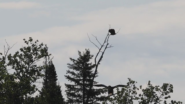 Steller's Sea-Eagle - ML354568201