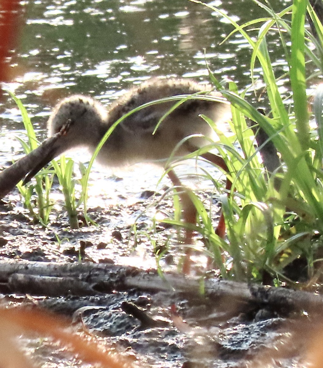 Black-necked Stilt - ML354569251