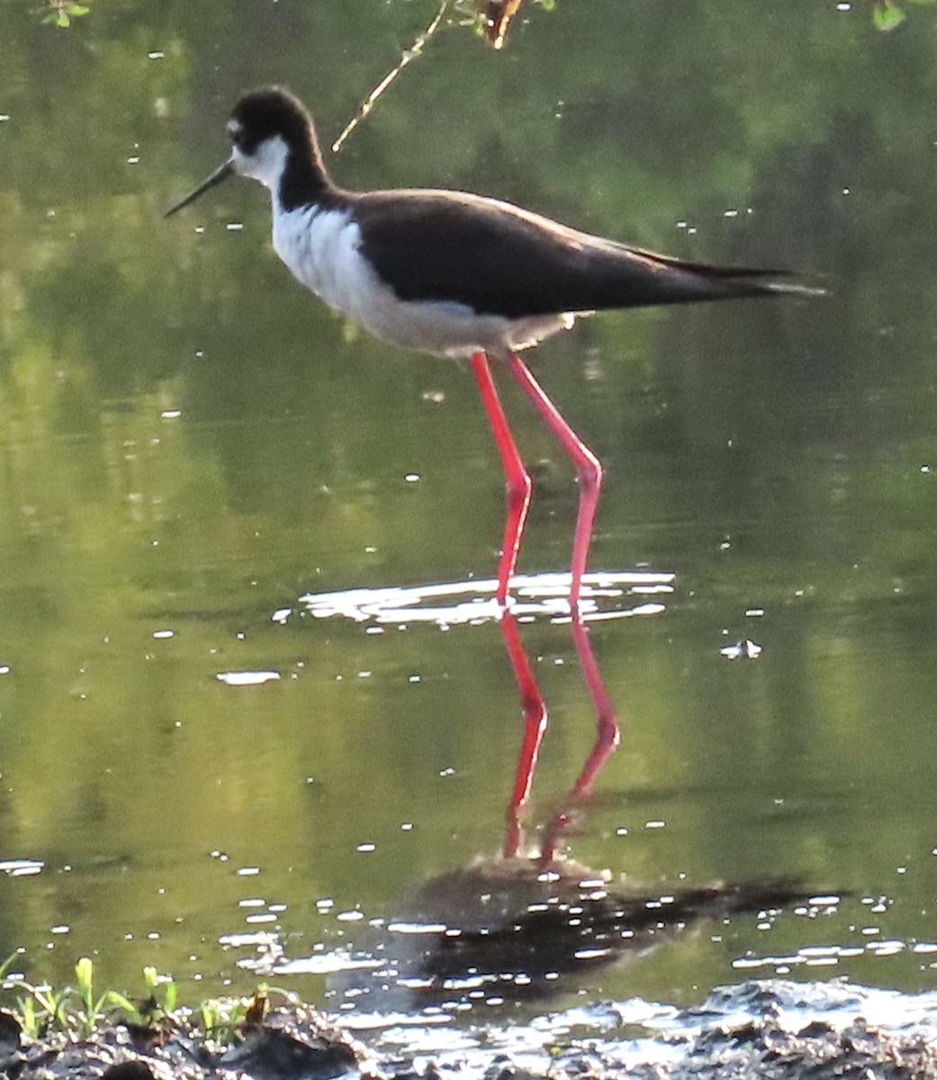 Black-necked Stilt - ML354569301