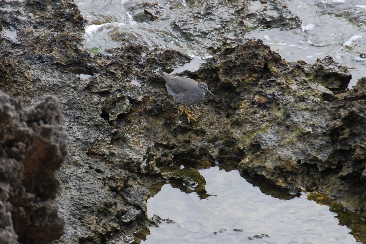 Wandering Tattler - Bruce Wedderburn