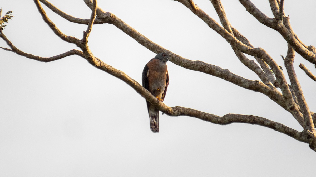 Double-toothed Kite - ML354573391