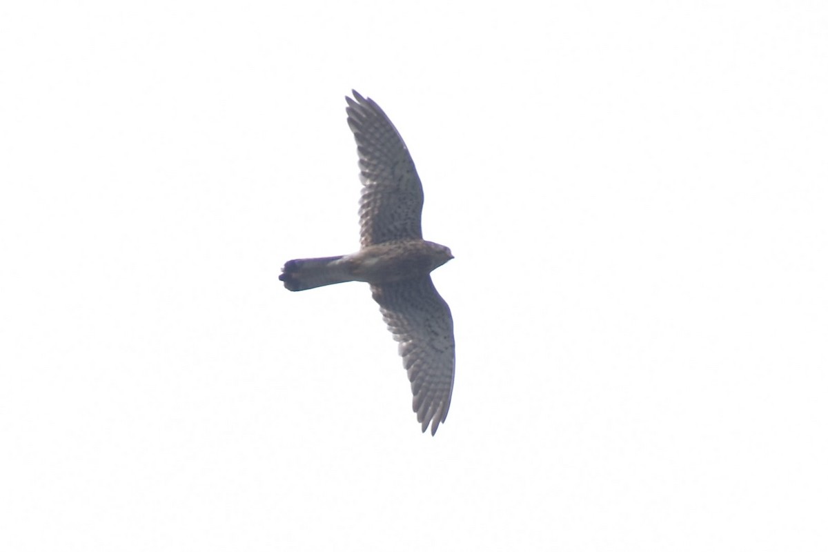 Eurasian Kestrel - ML354575001