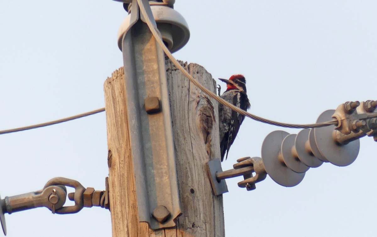 Red-naped Sapsucker - Jim Goehring