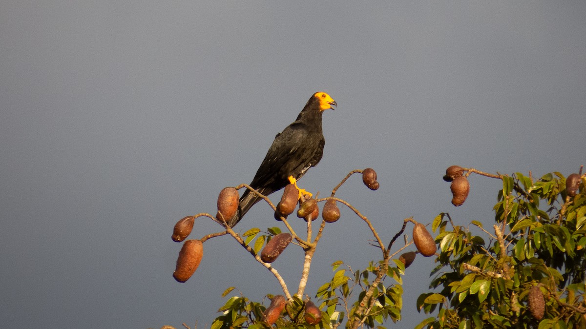 Black Caracara - Aquiles Brinco