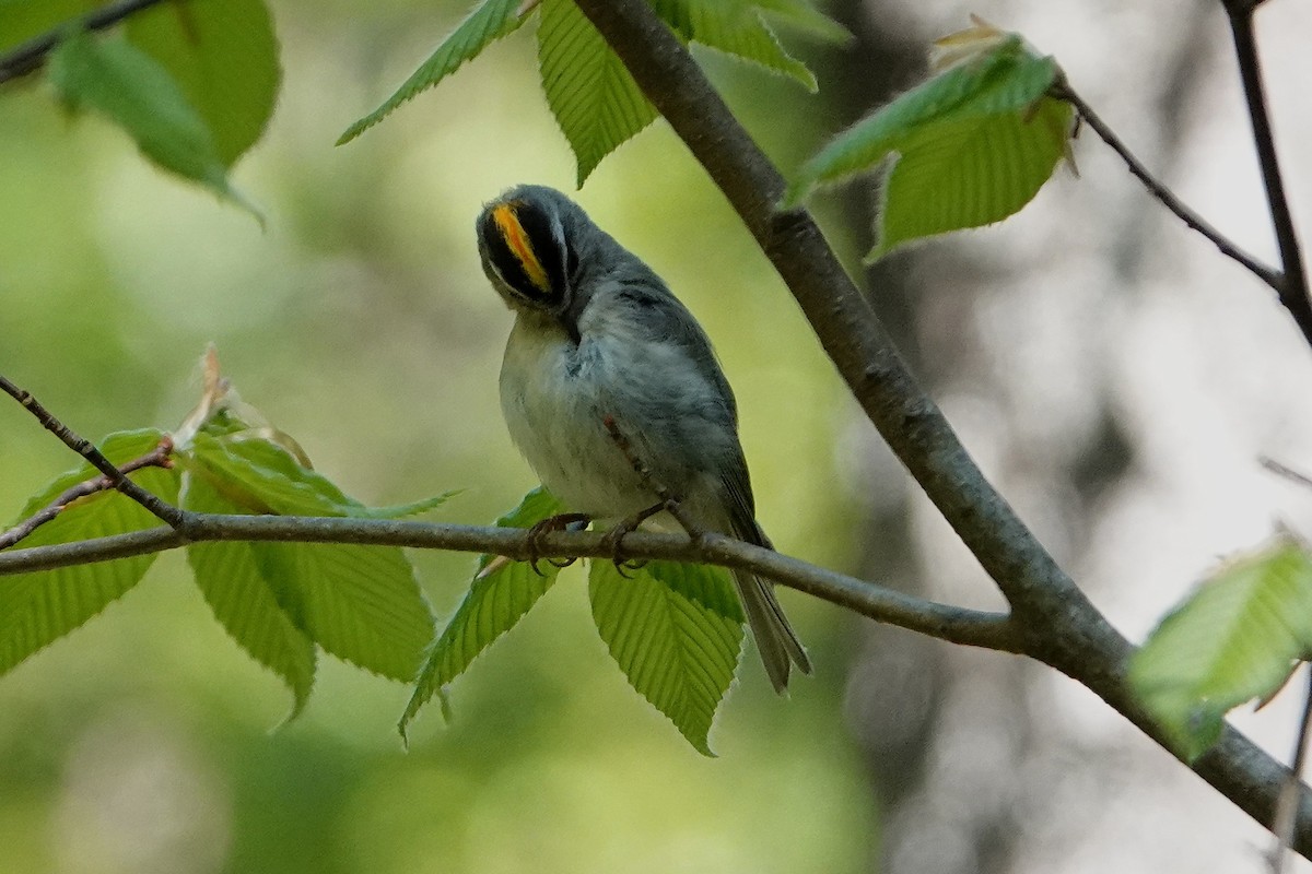 Golden-crowned Kinglet - ML354577161