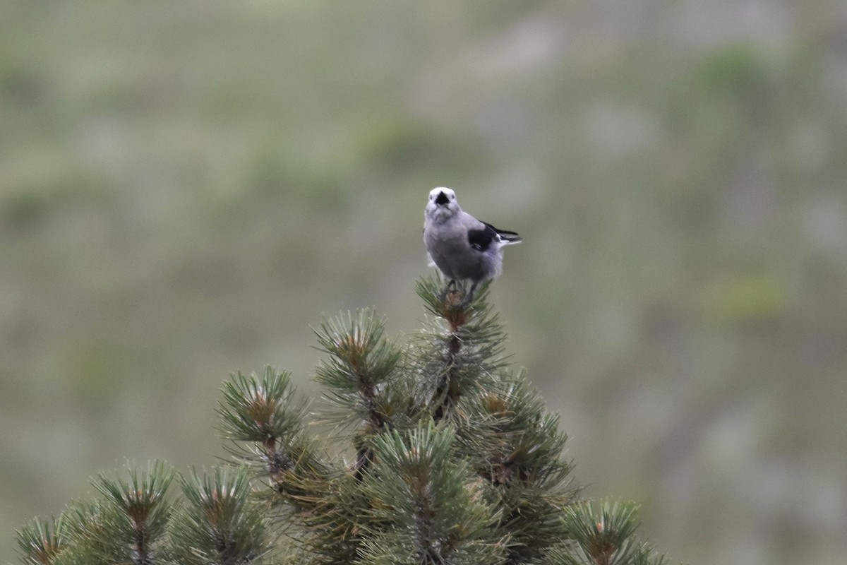 Clark's Nutcracker - ML354577471