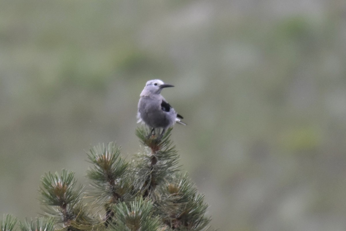 Clark's Nutcracker - ML354577481