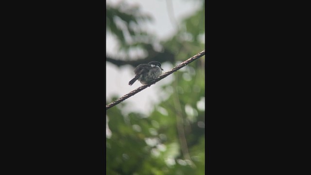 Pied Puffbird - ML354580821