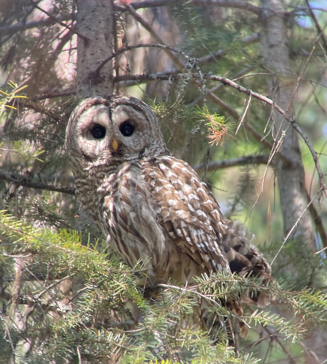 Barred Owl - Monte Neate-Clegg