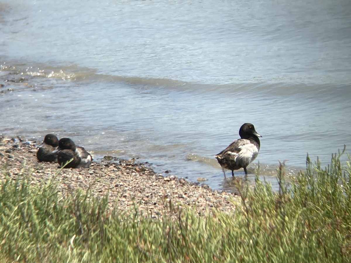 Greater Scaup - ML354581451