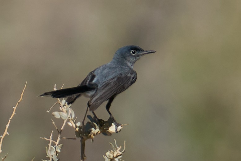 Blue-gray Gnatcatcher - ML354582721