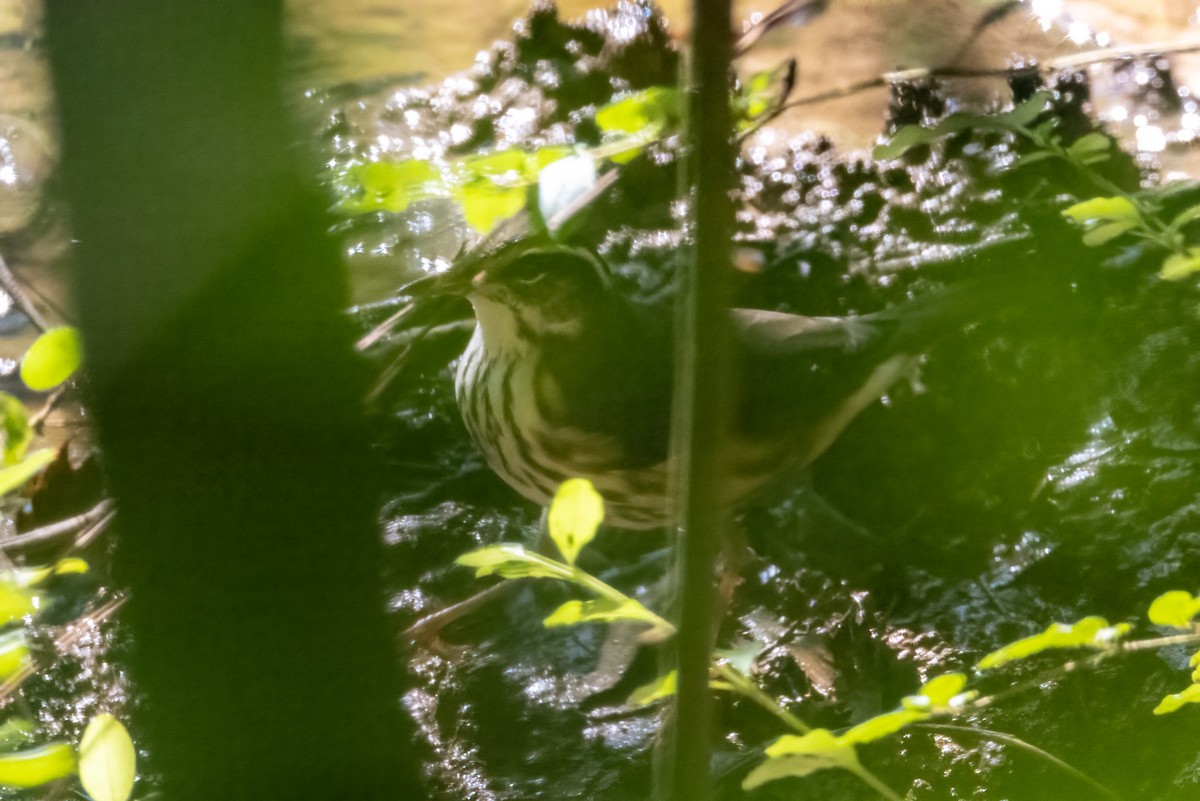 Louisiana Waterthrush - ML354583551