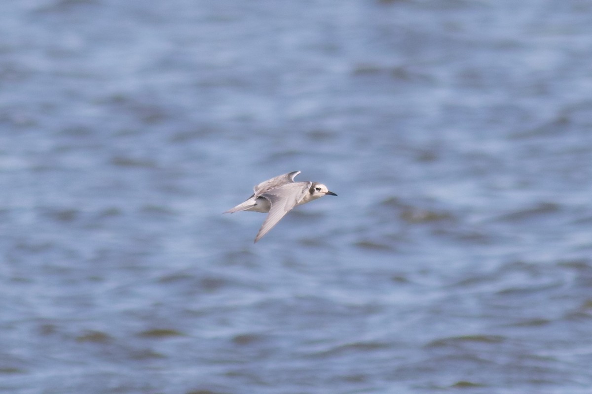 Bonaparte's Gull - Kris Perlberg