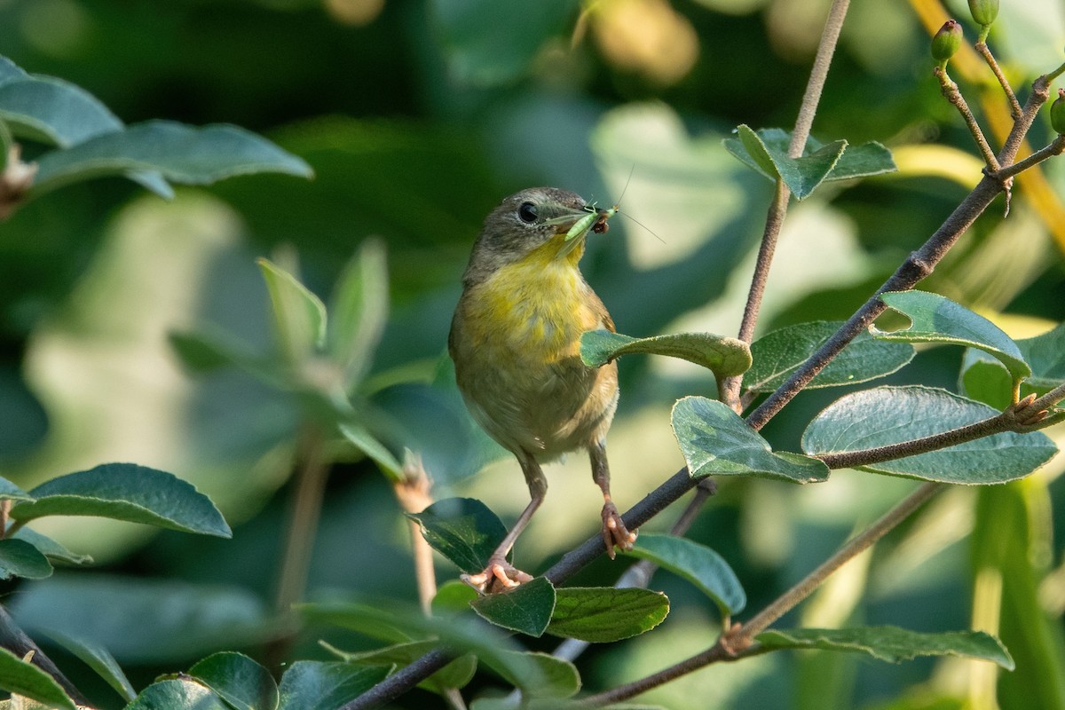 Common Yellowthroat - MI YU