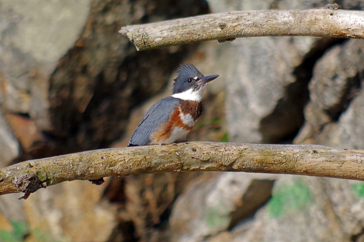 Belted Kingfisher - ML354587591