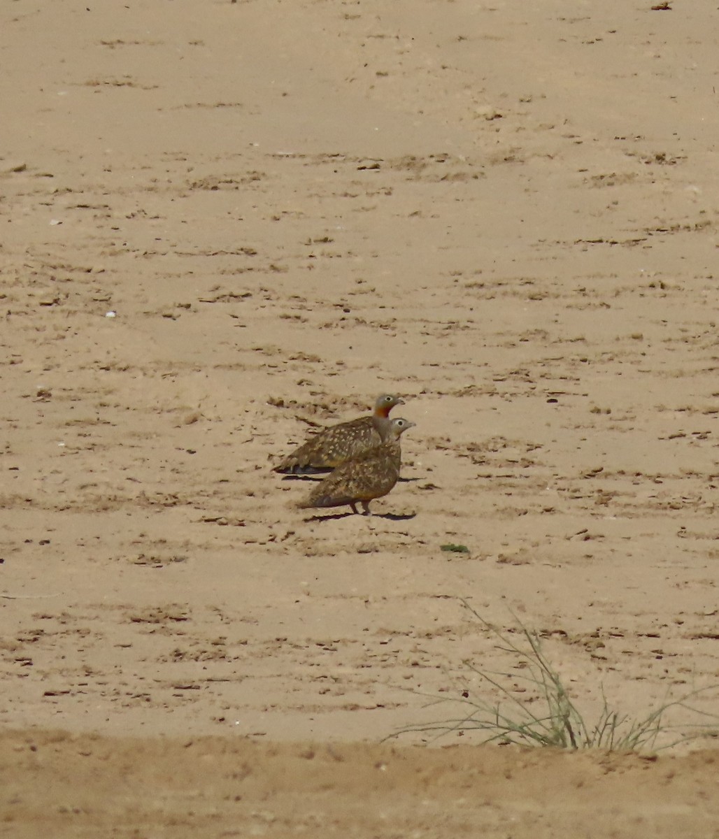 Spotted Sandgrouse - Reva Burstein