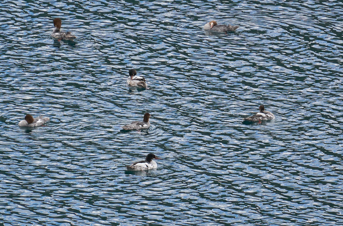 Common Merganser - ML354588821