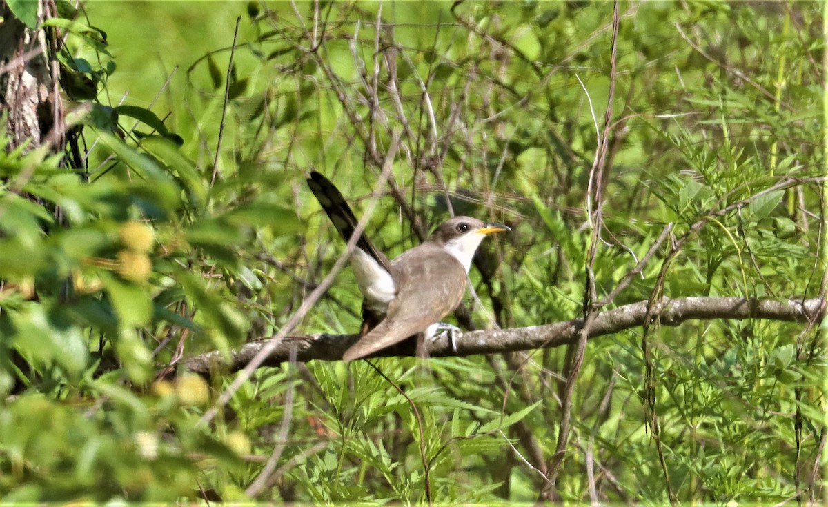 Yellow-billed Cuckoo - ML354588871