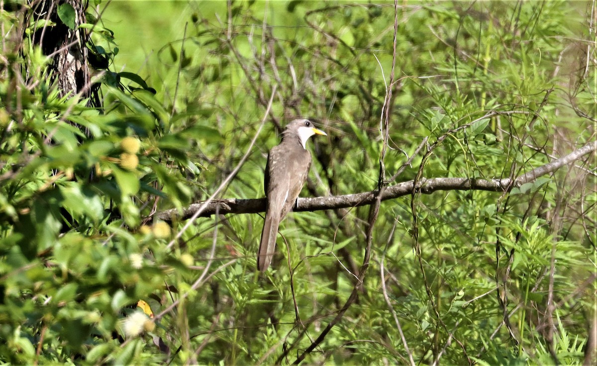 Yellow-billed Cuckoo - ML354588881