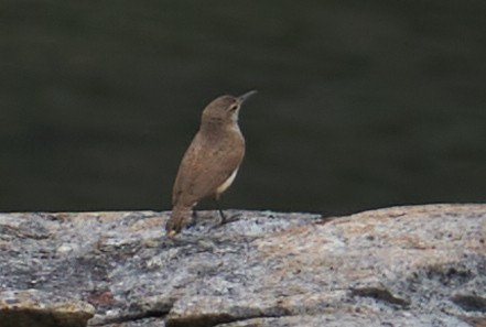 Rock Wren - ML354589221