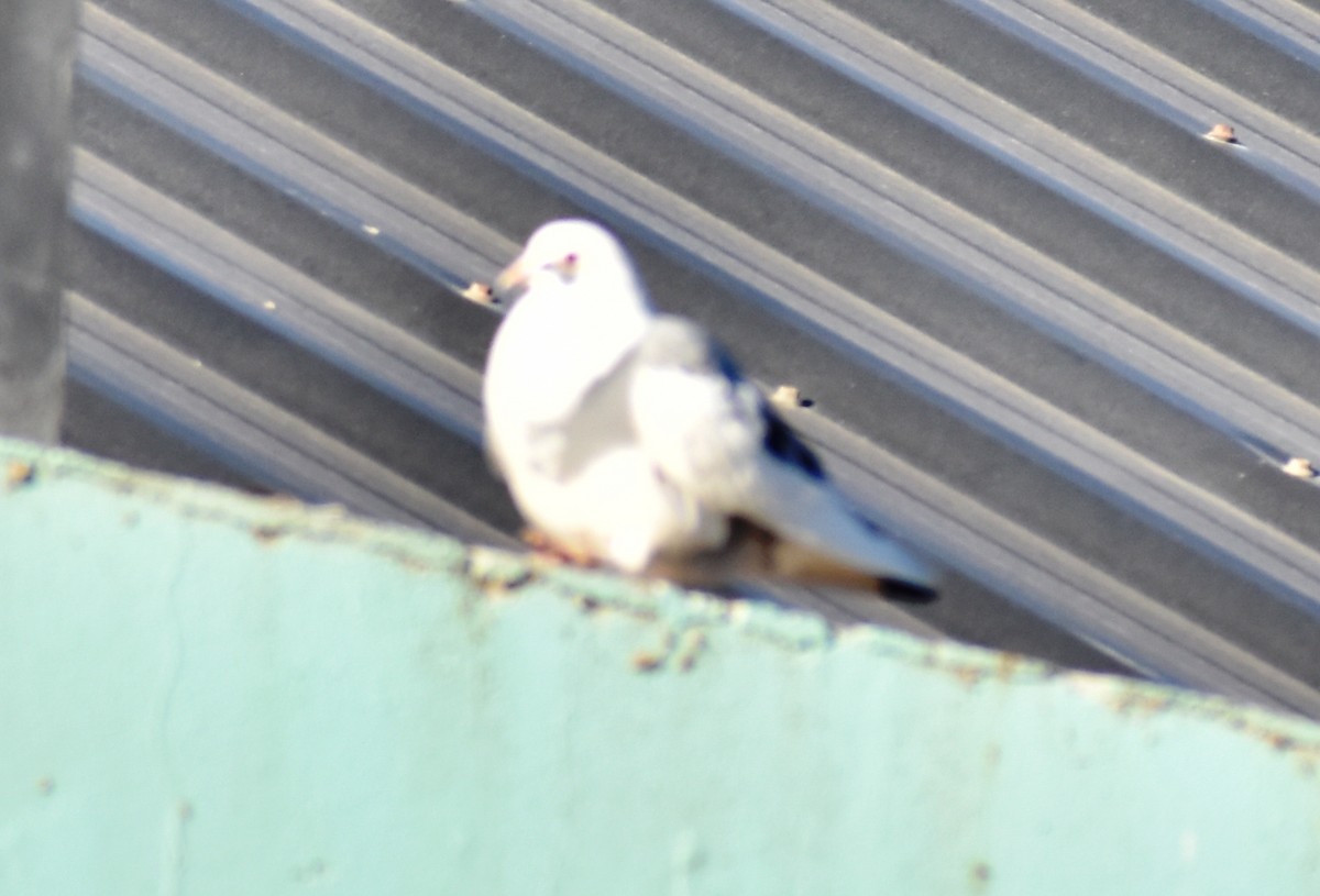 Rock Pigeon (Feral Pigeon) - ML354590851