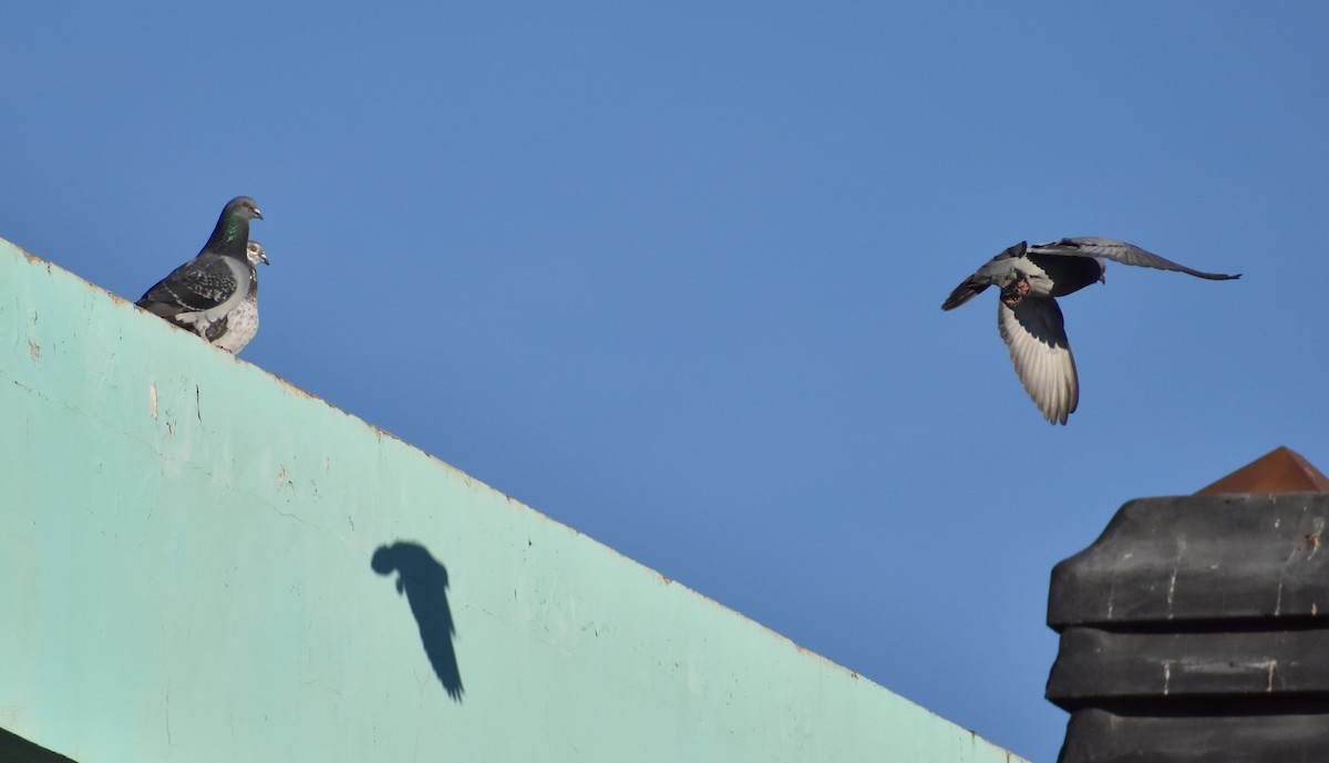 Rock Pigeon (Feral Pigeon) - ML354590871