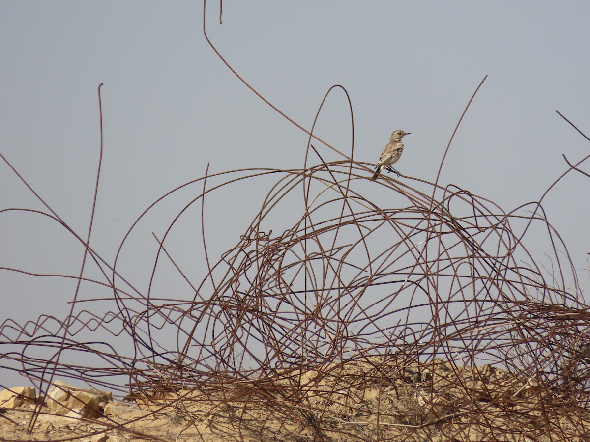 Desert Wheatear - Reva Burstein