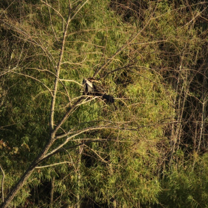 anhinga americká - ML354591101