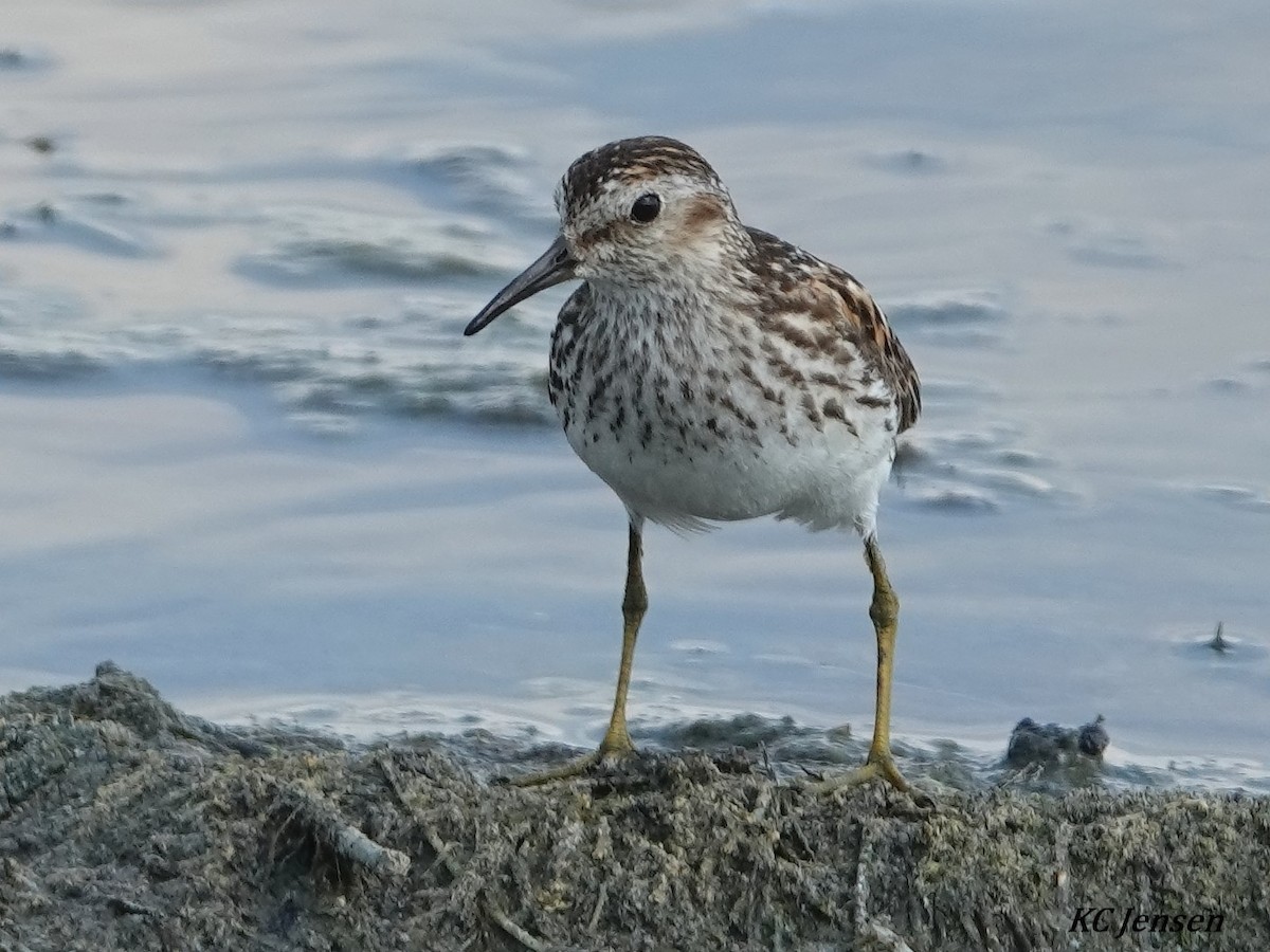 Least Sandpiper - Kent Jensen