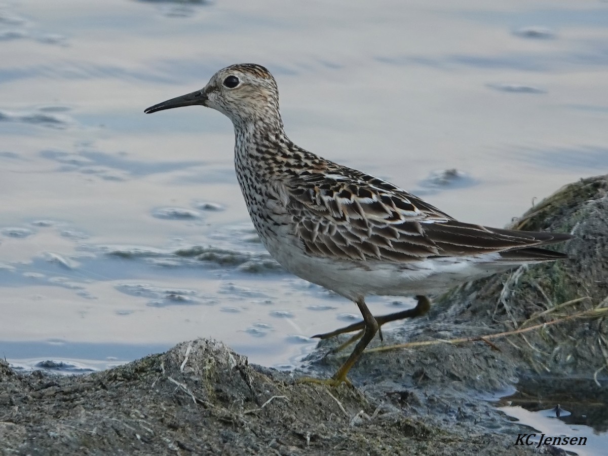 Least Sandpiper - Kent Jensen