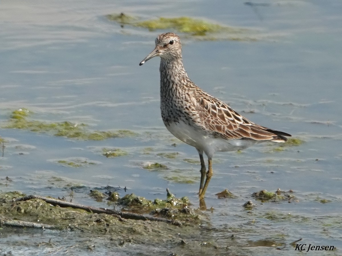 Pectoral Sandpiper - ML354593451