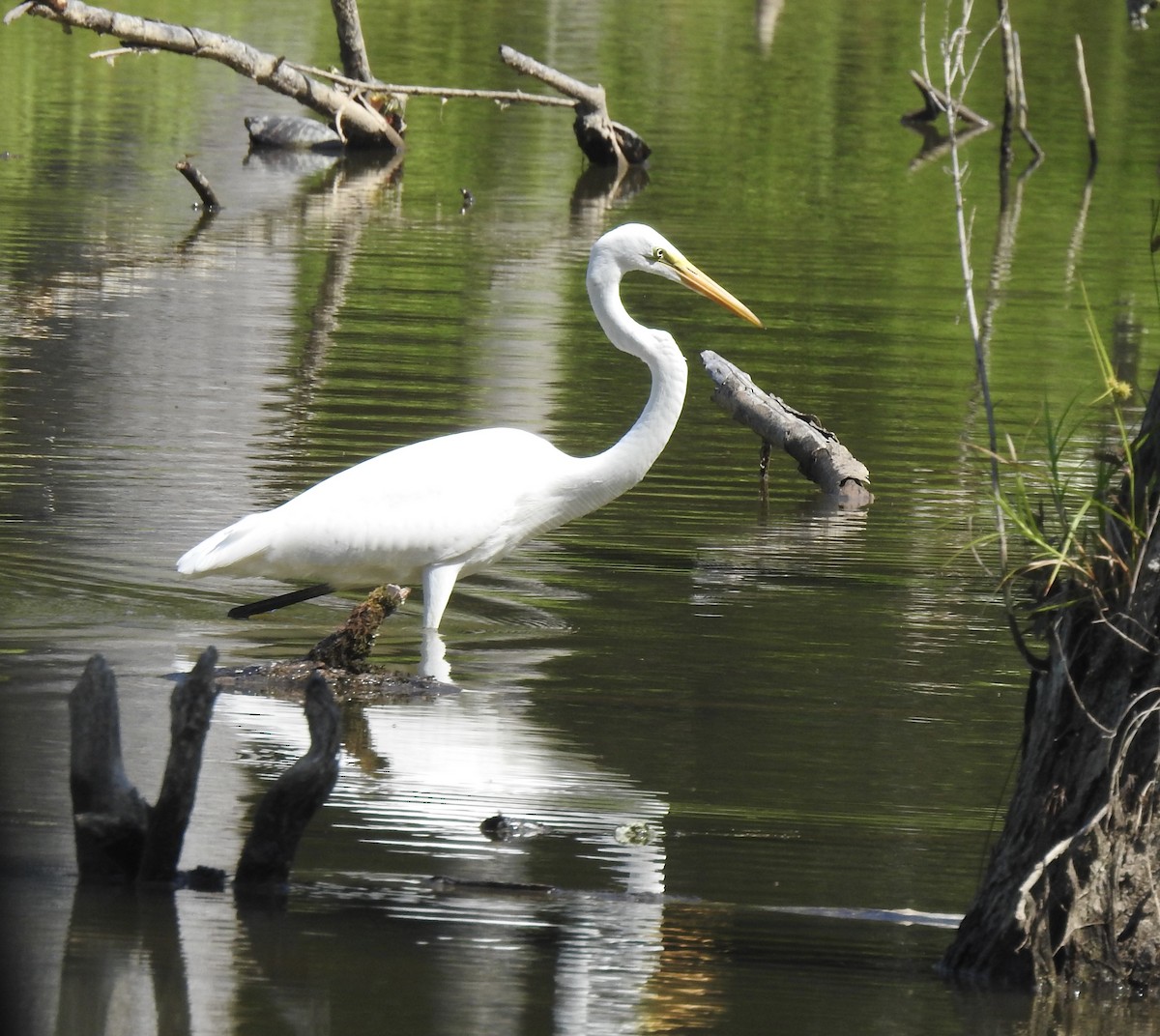 Great Egret - ML354593511