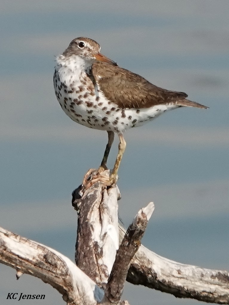 Spotted Sandpiper - ML354593551