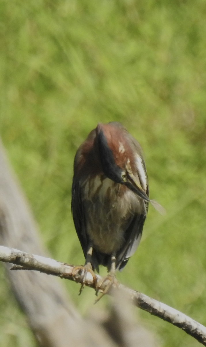 Green Heron - ML354593571