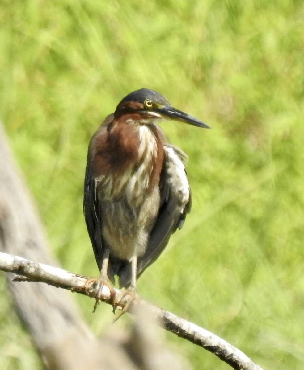 Green Heron - ML354593621