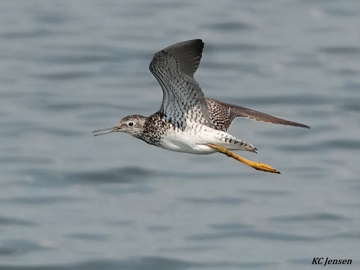 Lesser Yellowlegs - ML354593651